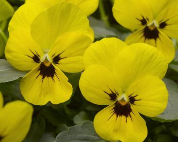 Violka růžkatá 'Baby Franjo'