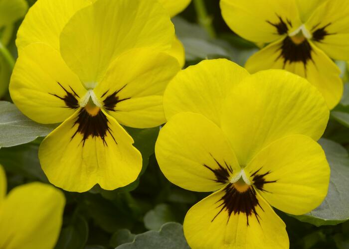 Violka růžkatá 'Baby Franjo' - Viola cornuta 'Baby Franjo'