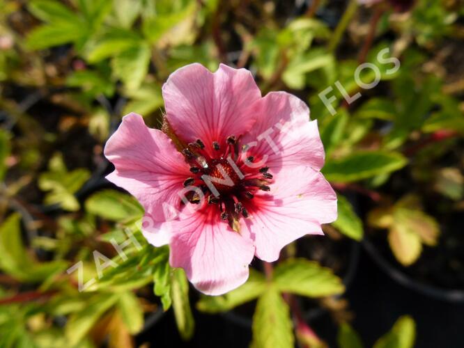 Mochna nepálská 'Helen Jane' - Potentilla nepalensis 'Helen Jane'