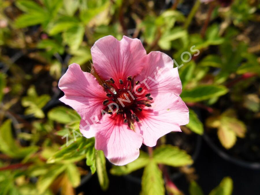 Mochna nepálská 'Helen Jane' - Potentilla nepalensis 'Helen Jane'