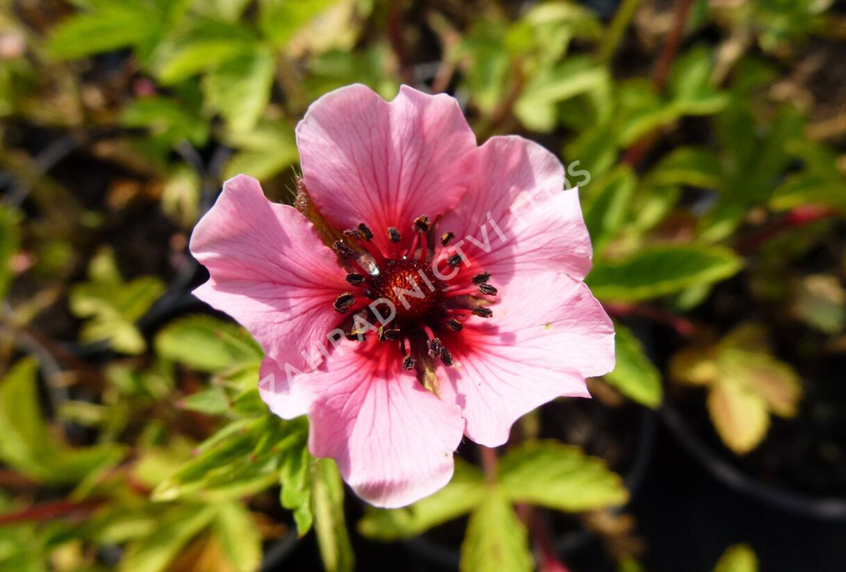 Mochna nepálská 'Helen Jane' - Potentilla nepalensis 'Helen Jane'