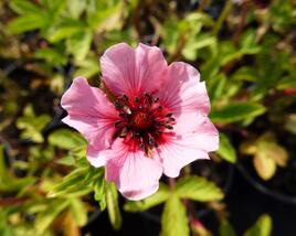 Mochna nepálská 'Helen Jane'