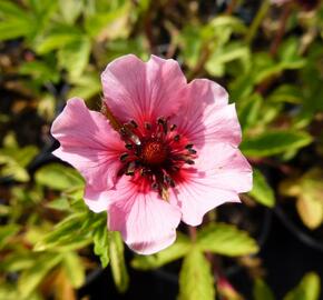 Mochna nepálská 'Helen Jane' - Potentilla nepalensis 'Helen Jane'