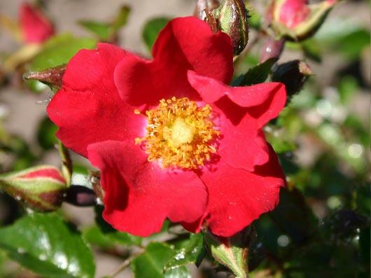 Růže pnoucí 'Sommerabend' - Rosa PN 'Sommerabend'