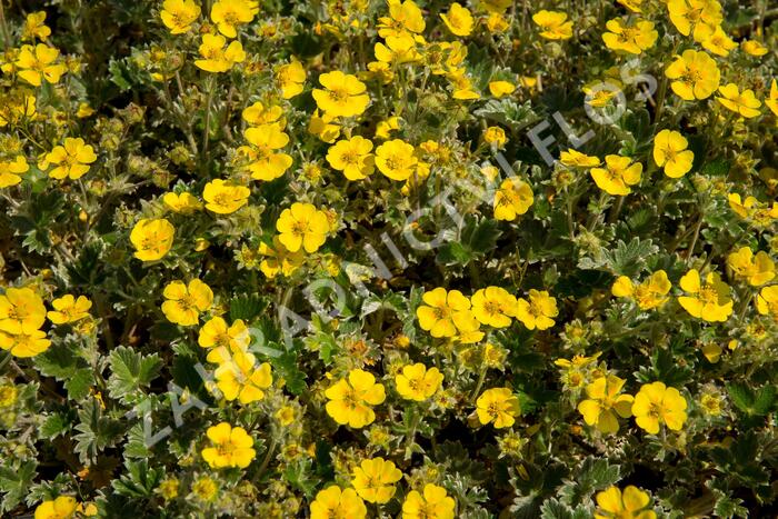 Mochna severní - Potentilla hyparctica