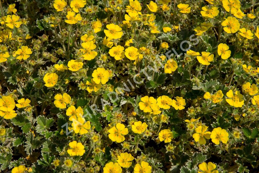 Mochna severní - Potentilla hyparctica