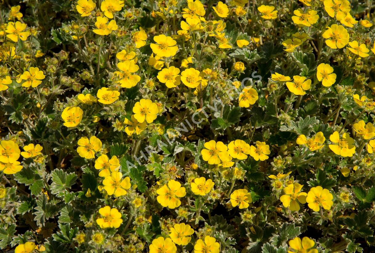 Mochna severní - Potentilla hyparctica