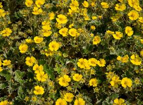 Mochna severní - Potentilla hyparctica