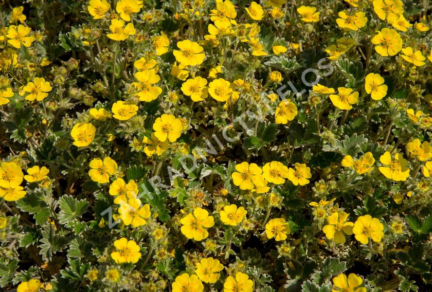 Mochna severní - Potentilla hyparctica