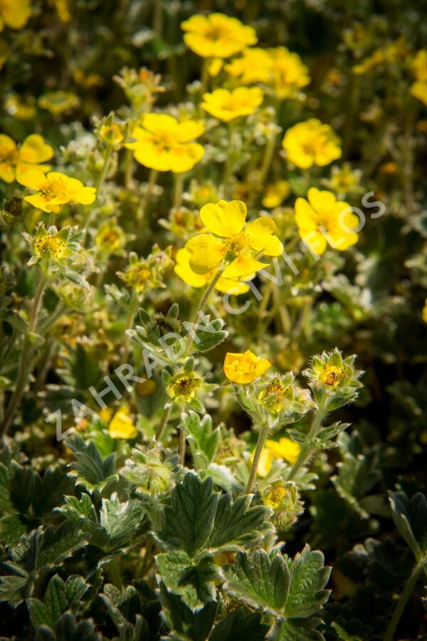 Mochna severní - Potentilla hyparctica
