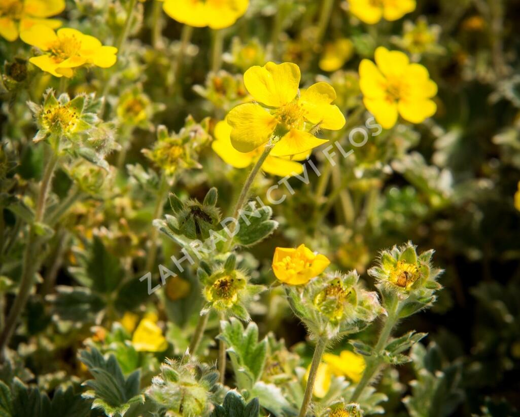 Mochna severní - Potentilla hyparctica