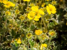 Mochna severní - Potentilla hyparctica