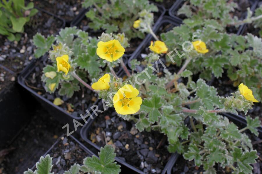 Mochna severní - Potentilla hyparctica