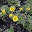 Mochna severní - Potentilla hyparctica