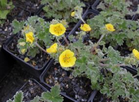 Mochna severní - Potentilla hyparctica