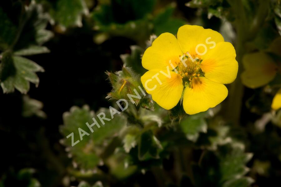 Mochna severní - Potentilla hyparctica