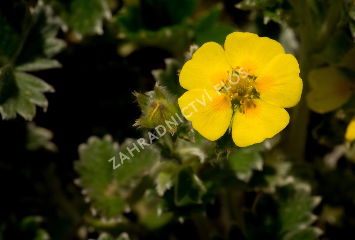 Mochna severní - Potentilla hyparctica