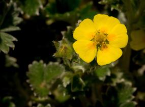 Mochna severní - Potentilla hyparctica