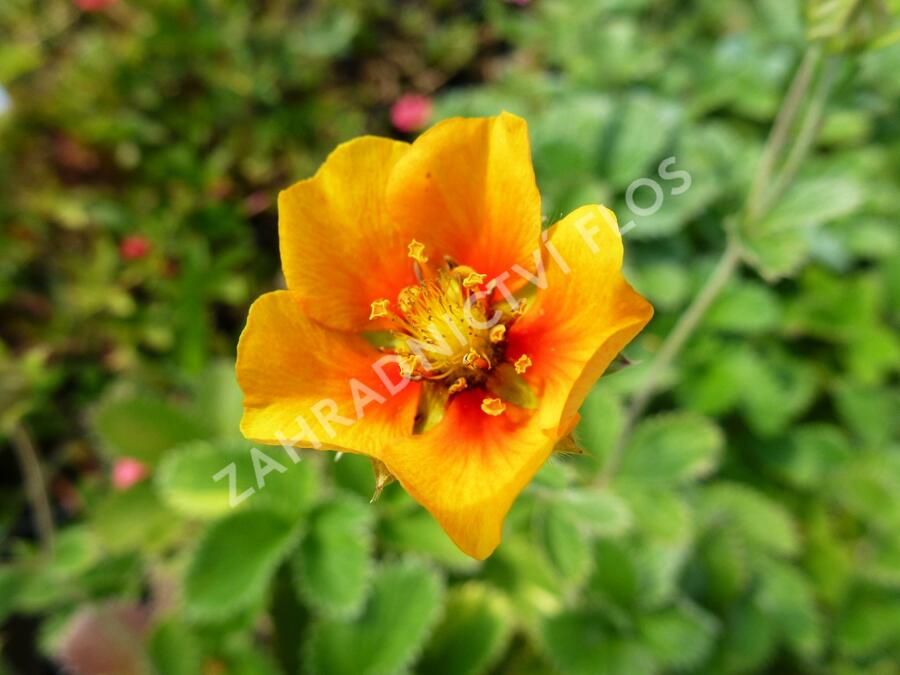Mochna - Potentilla argyrophylla