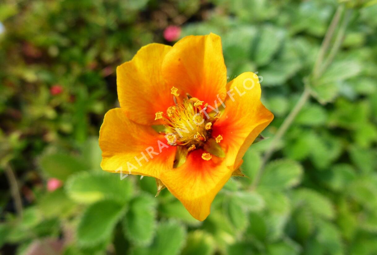 Mochna - Potentilla argyrophylla