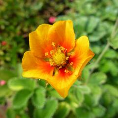 Mochna - Potentilla argyrophylla