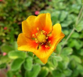 Mochna - Potentilla argyrophylla