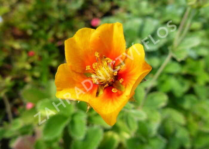 Mochna - Potentilla argyrophylla