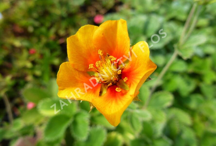 Mochna - Potentilla argyrophylla