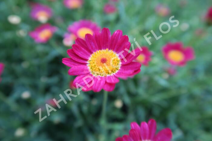 Kopretina pařížská 'Aramis Red' - Argyranthemum frutescens 'Aramis Red'