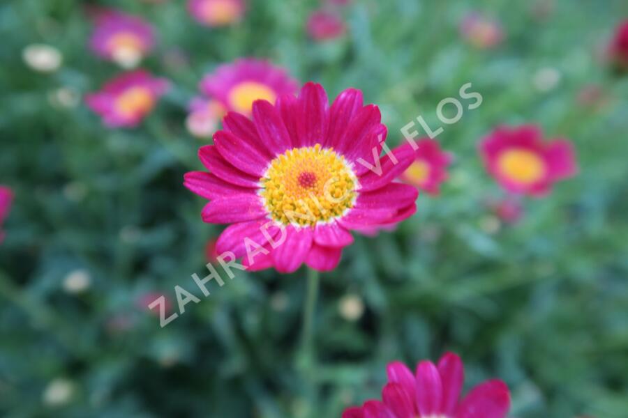 Kopretina pařížská 'Aramis Red' - Argyranthemum frutescens 'Aramis Red'