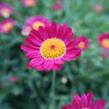 Kopretina pařížská 'Aramis Red' - Argyranthemum frutescens 'Aramis Red'