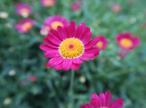 Kopretina pařížská 'Aramis Red' - Argyranthemum frutescens 'Aramis Red'
