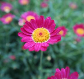 Kopretina pařížská 'Aramis Red' - Argyranthemum frutescens 'Aramis Red'