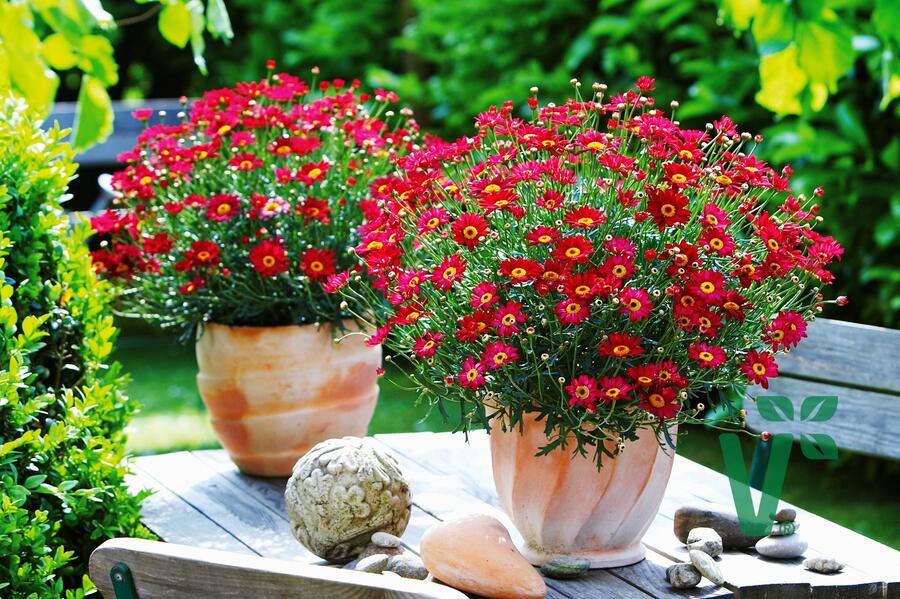 Kopretina pařížská 'Aramis Red' - Argyranthemum frutescens 'Aramis Red'