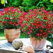 Kopretina pařížská 'Aramis Red' - Argyranthemum frutescens 'Aramis Red'
