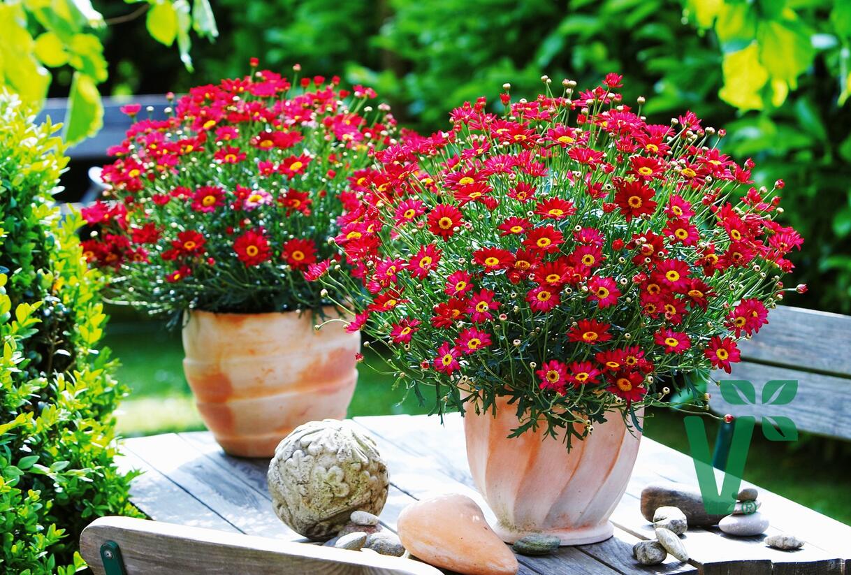 Kopretina pařížská 'Aramis Red' - Argyranthemum frutescens 'Aramis Red'