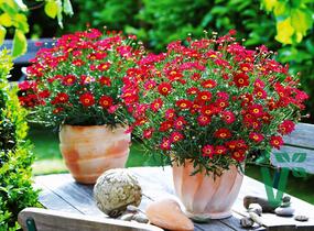 Kopretina pařížská 'Aramis Red' - Argyranthemum frutescens 'Aramis Red'