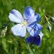 Len vytrvalý 'Nanum Blau Saphyr' - Linum perenne 'Nanum Blau Saphyr'