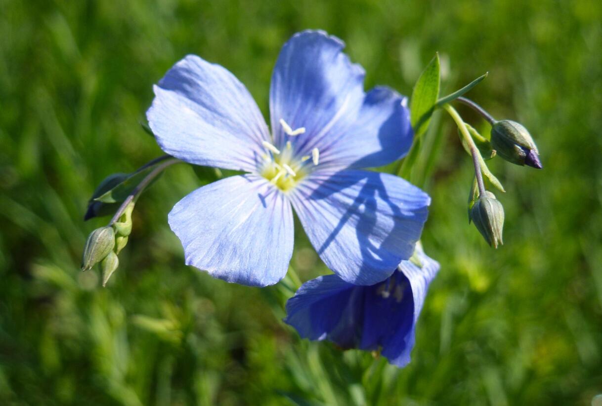 Len vytrvalý 'Nanum Blau Saphyr' - Linum perenne 'Nanum Blau Saphyr'