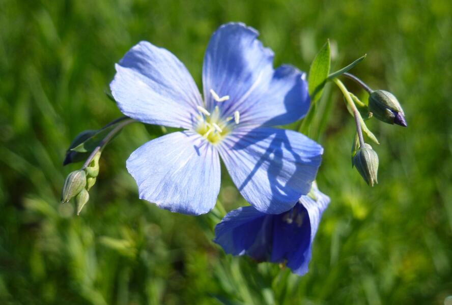 Len vytrvalý 'Nanum Blau Saphyr' - Linum perenne 'Nanum Blau Saphyr'