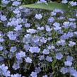 Len vytrvalý 'Nanum Blau Saphyr' - Linum perenne 'Nanum Blau Saphyr'