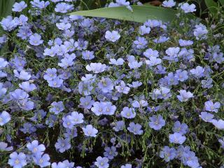 Len vytrvalý 'Nanum Blau Saphyr' - Linum perenne 'Nanum Blau Saphyr'