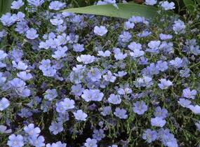 Len vytrvalý 'Nanum Blau Saphyr' - Linum perenne 'Nanum Blau Saphyr'