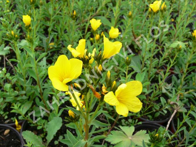 Len žlutý 'Compactum' - Linum flavum 'Compactum'