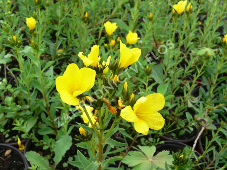 Len žlutý 'Compactum' - Linum flavum 'Compactum'