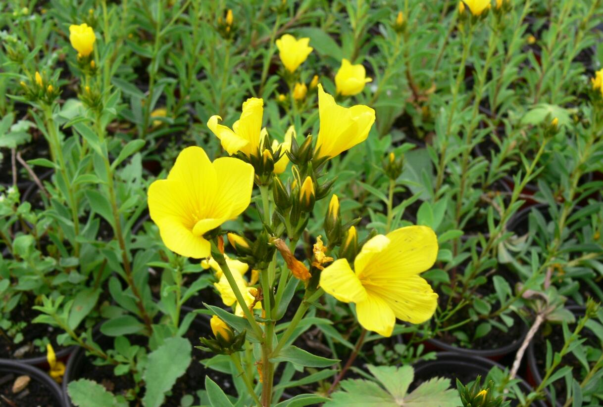 Len žlutý 'Compactum' - Linum flavum 'Compactum'