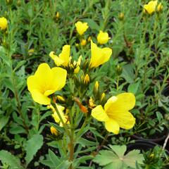 Len žlutý 'Compactum' - Linum flavum 'Compactum'