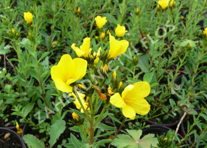 Len žlutý 'Compactum' - Linum flavum 'Compactum'