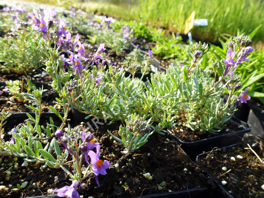 Lnice alpská - Linaria alpina