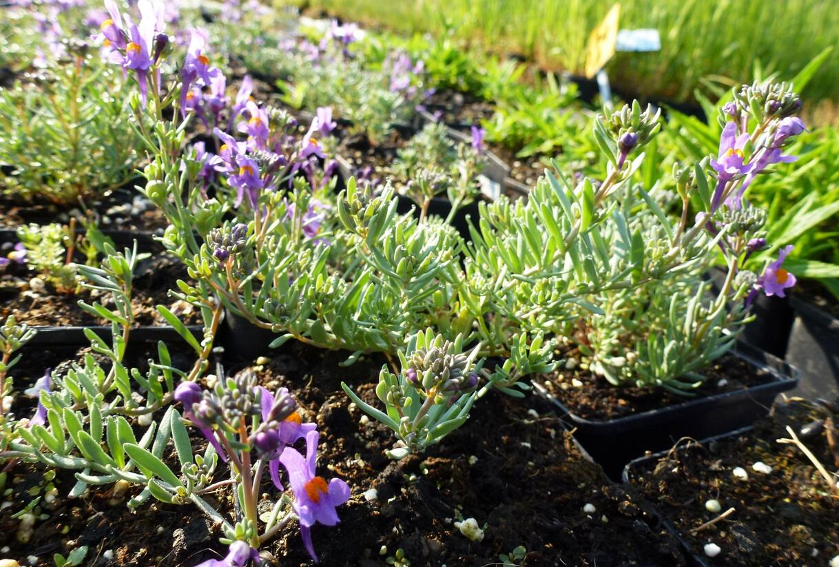 Lnice alpská - Linaria alpina